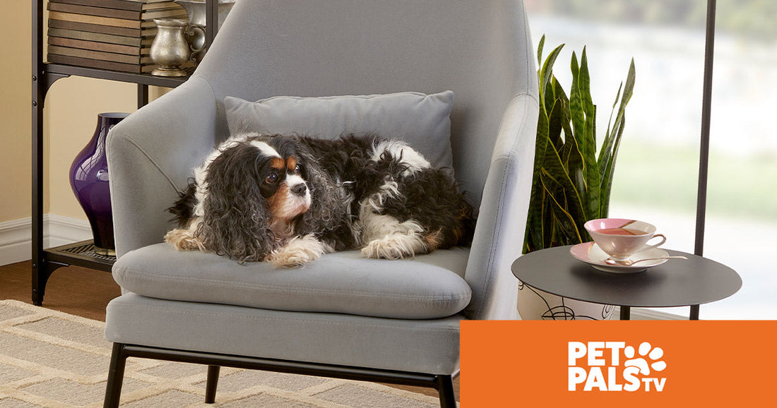 Dog resting on a chair from an indoor security camera-style angle