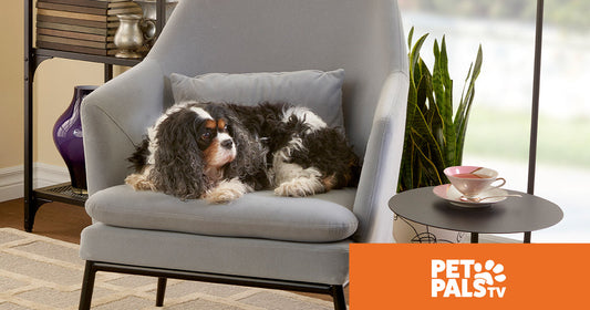 Dog resting on a chair from an indoor security camera-style angle